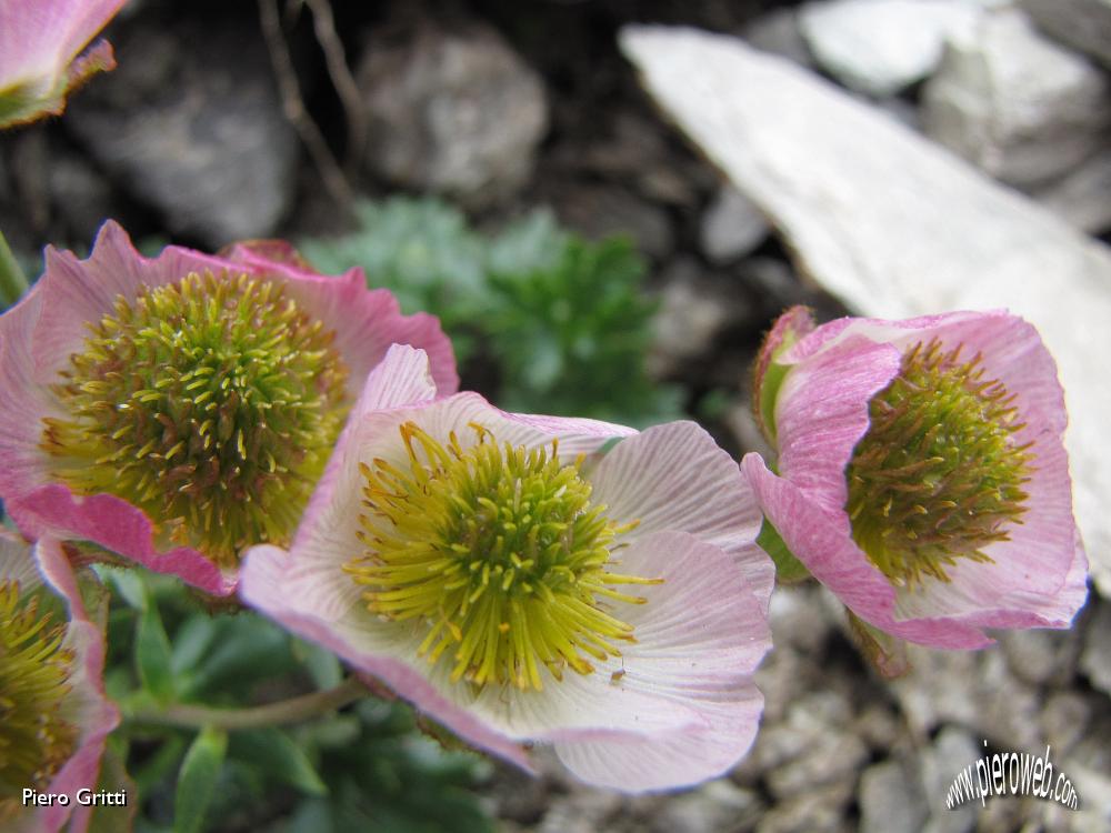 57 Ranunculus glacialis.jpg